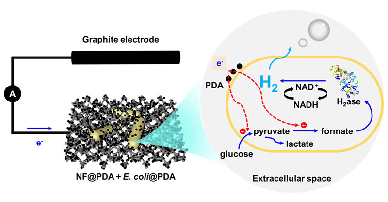 By using multifield coupling technology, researchers from @WHU_1893 demonstrated the mechanism for electron transfer in a #biohybridsystem for the enhancement of hydrogen production. Read more: go.acs.org/8Zt