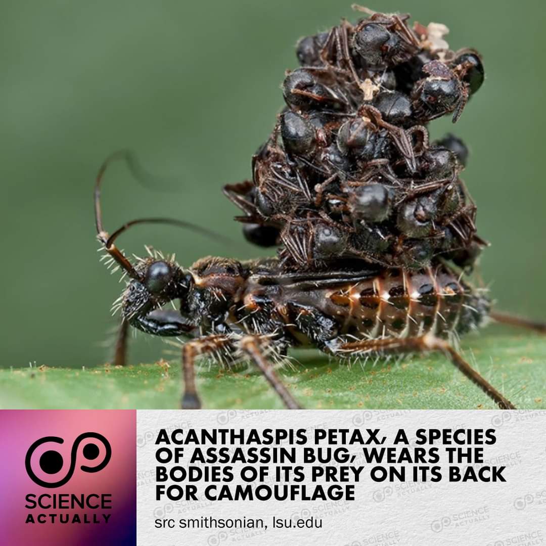 Acanthaspis petax, a species of assassin bug, wears the bodies of its prey on its back for camouflage.

#science #sciencefacts #acanthaspispetax #assassinbug