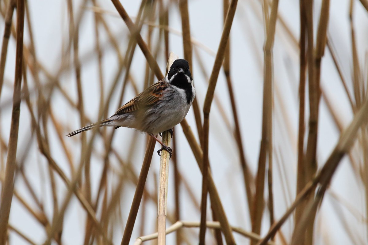 Spring is in the air at #WestportLake #StokeOnTrent #TwitterNatureCommunity #BirdsOfTwitter @Natures_Voice @StaffsWildlife @BBCSpringwatch