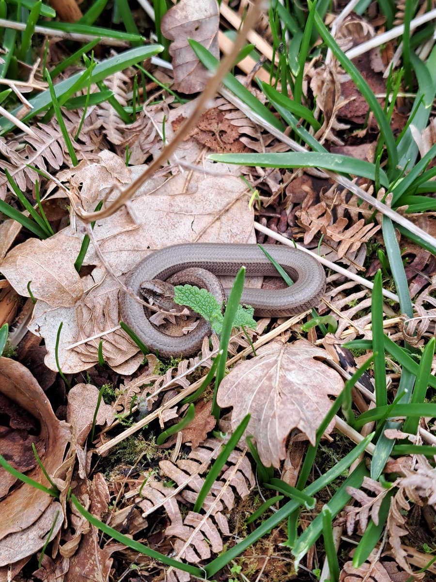 Violets are starting to appear at DWT's nature reserves, ready for the fritillary butterflies, following winter works clearing bracken and gorse. The Devon Fritillary Recovery Project is made possible thanks to @NaturalEngland’s #SpeciesRecoveryProgramme Capital Grant Scheme.