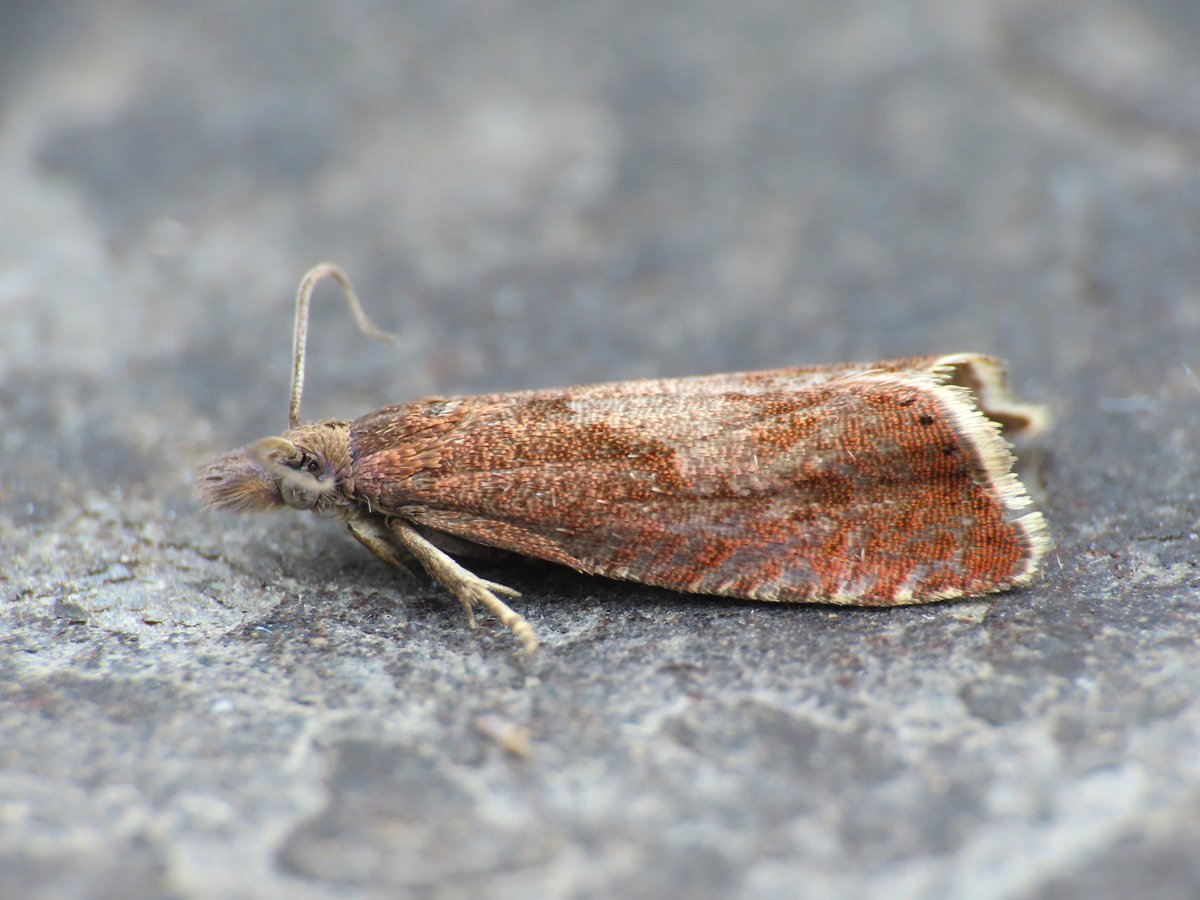 Weymouth: moth trap still quiet, Lunar Marbled Brown and Shuttle-shaped Dart were nfy. A new garden micro though in the form of Dichrorampha acuminatana. Not rare by any means but they all count!