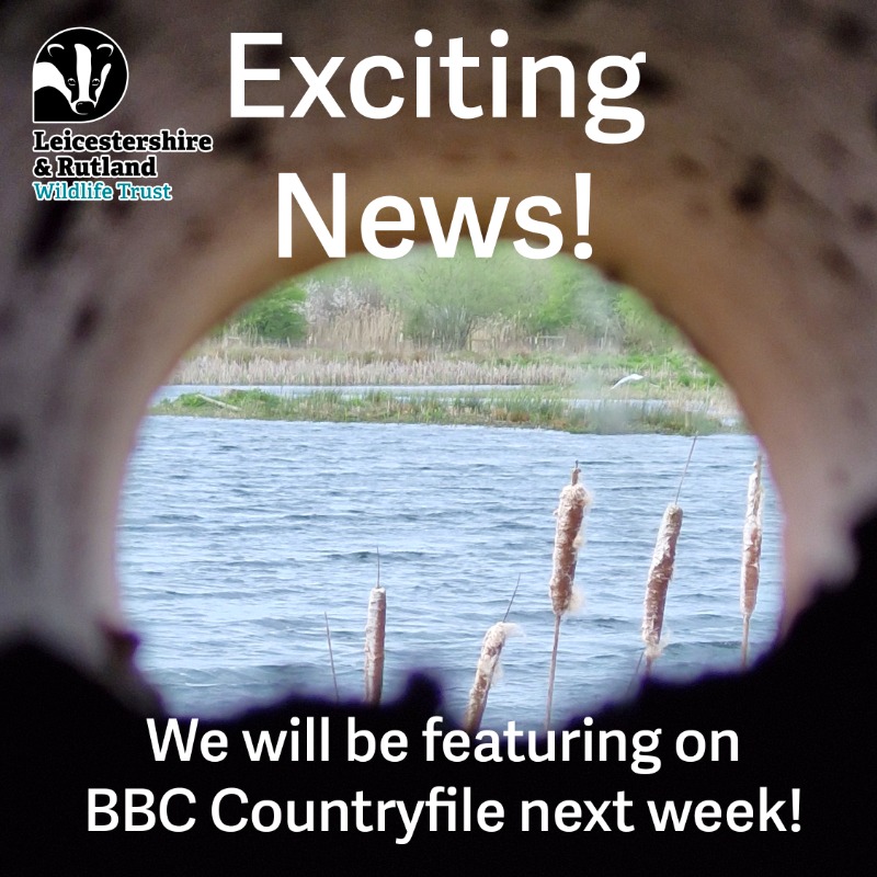 We will be on @BBCCountryfile next week! @RutlandWaterNR recently welcomed the Countryfile team to film the nature reserve, capturing the beauty of the ospreys and the fabulous work of our amazing team @LeicsWildlife Tune in at 6pm on BBC1 April 28th! bbc.co.uk/programmes/m00…