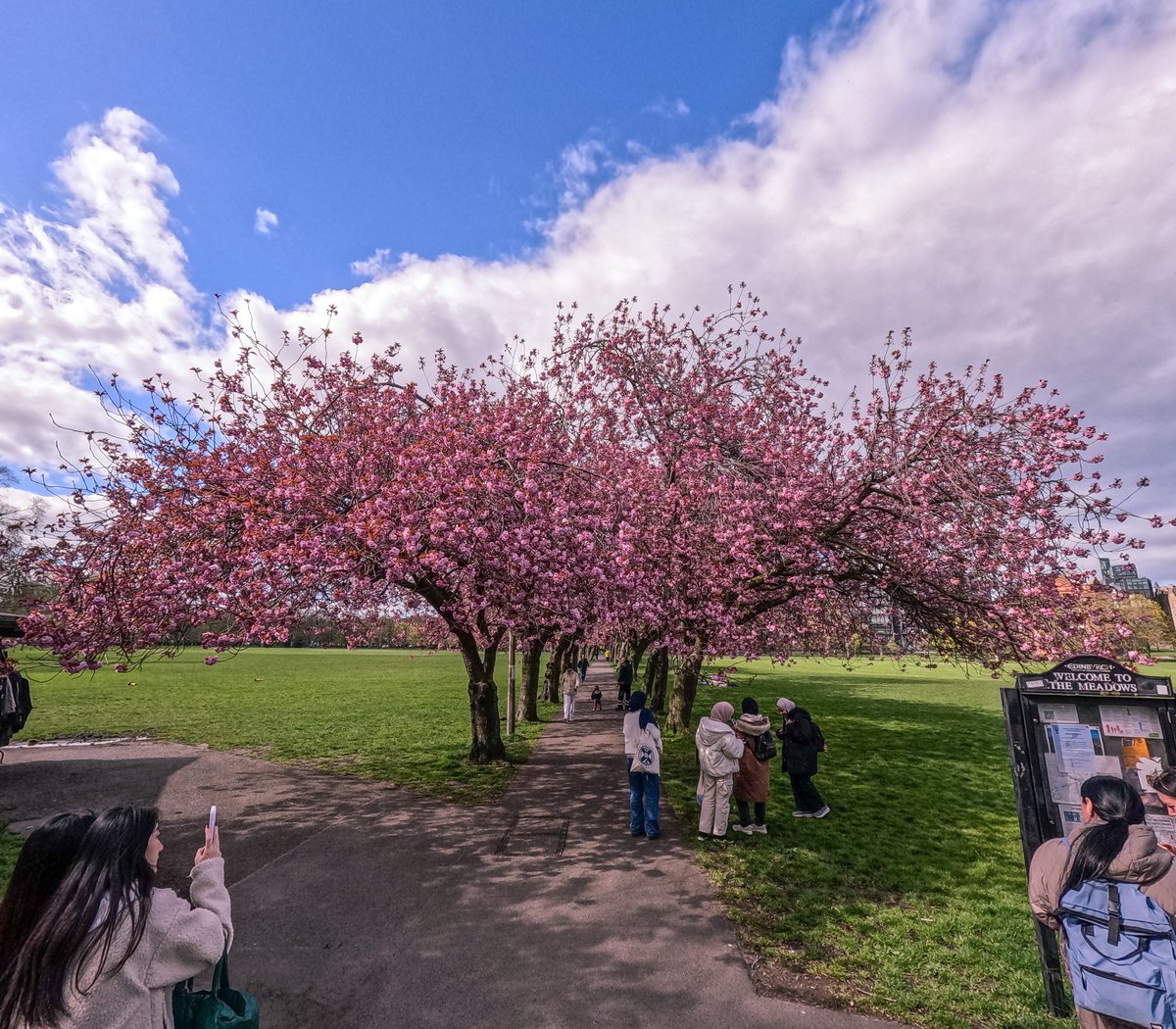 #Sakura #MeadowsEdinburgh #edinphoto #Edinburgh