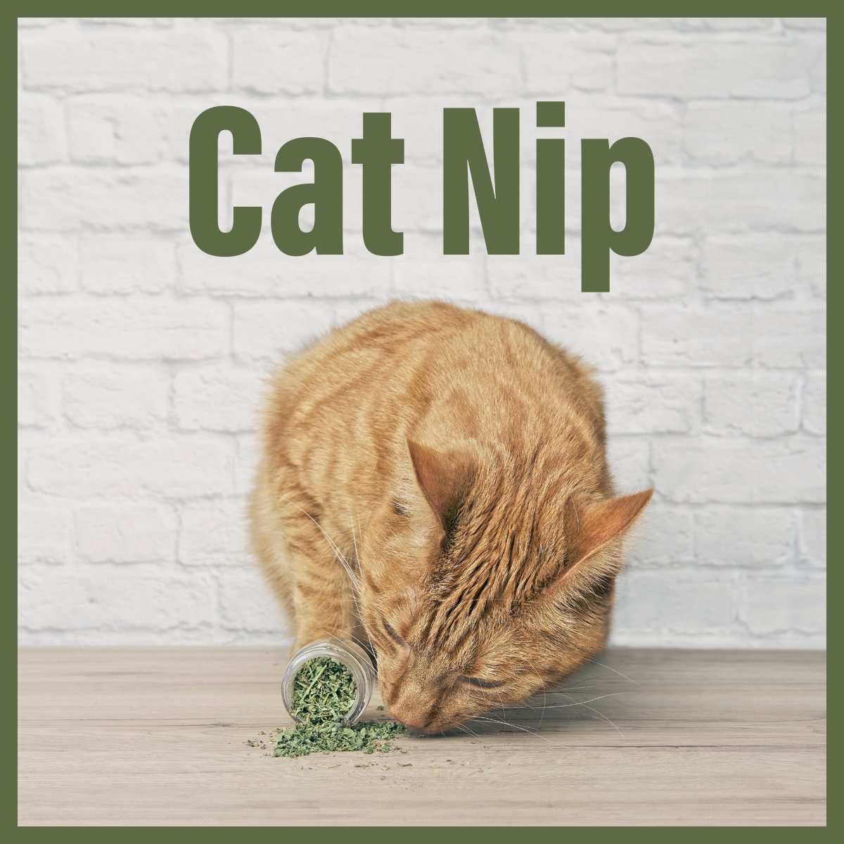 Curious about catnip's effects on your feline friend? Learn why cats go wild for it in our latest blog!

azpetvet.com/what-does-catn…