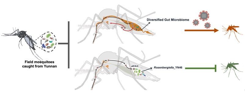 Researchers found a symbiotic bacterium that can inhibit the transmission of #flaviviruses by Aedes #mosquitoes! This breakthrough offers a safe, cost-effective, and environmentally friendly way to block mosquito-borne viruses. More: buff.ly/3xRTMM7 #InnovativeTsinghua