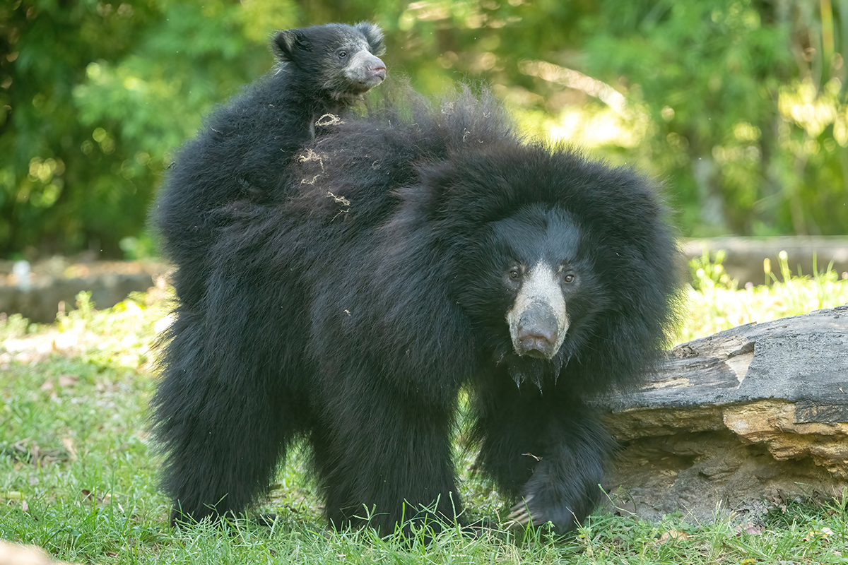 zoomiami tweet picture