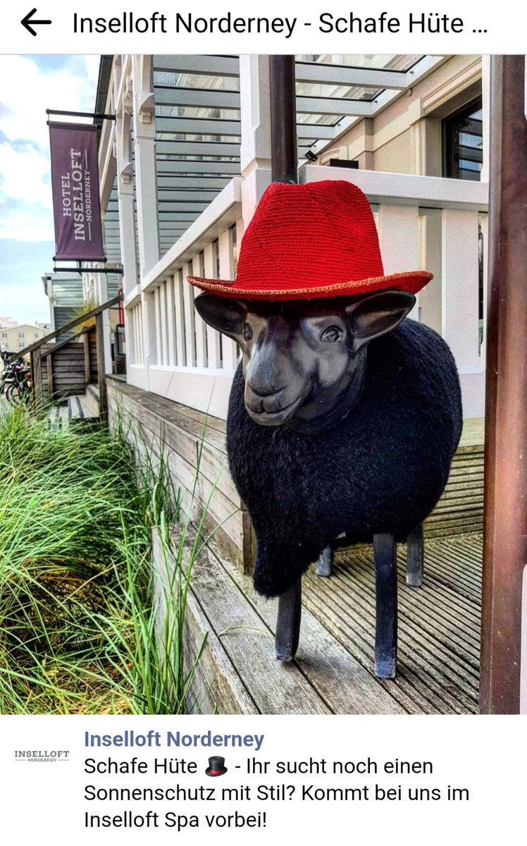 @lena4berger Quelle Inselloft Norderney 
... hilft auch gegen Besonnenheit.
Schafe Hüte