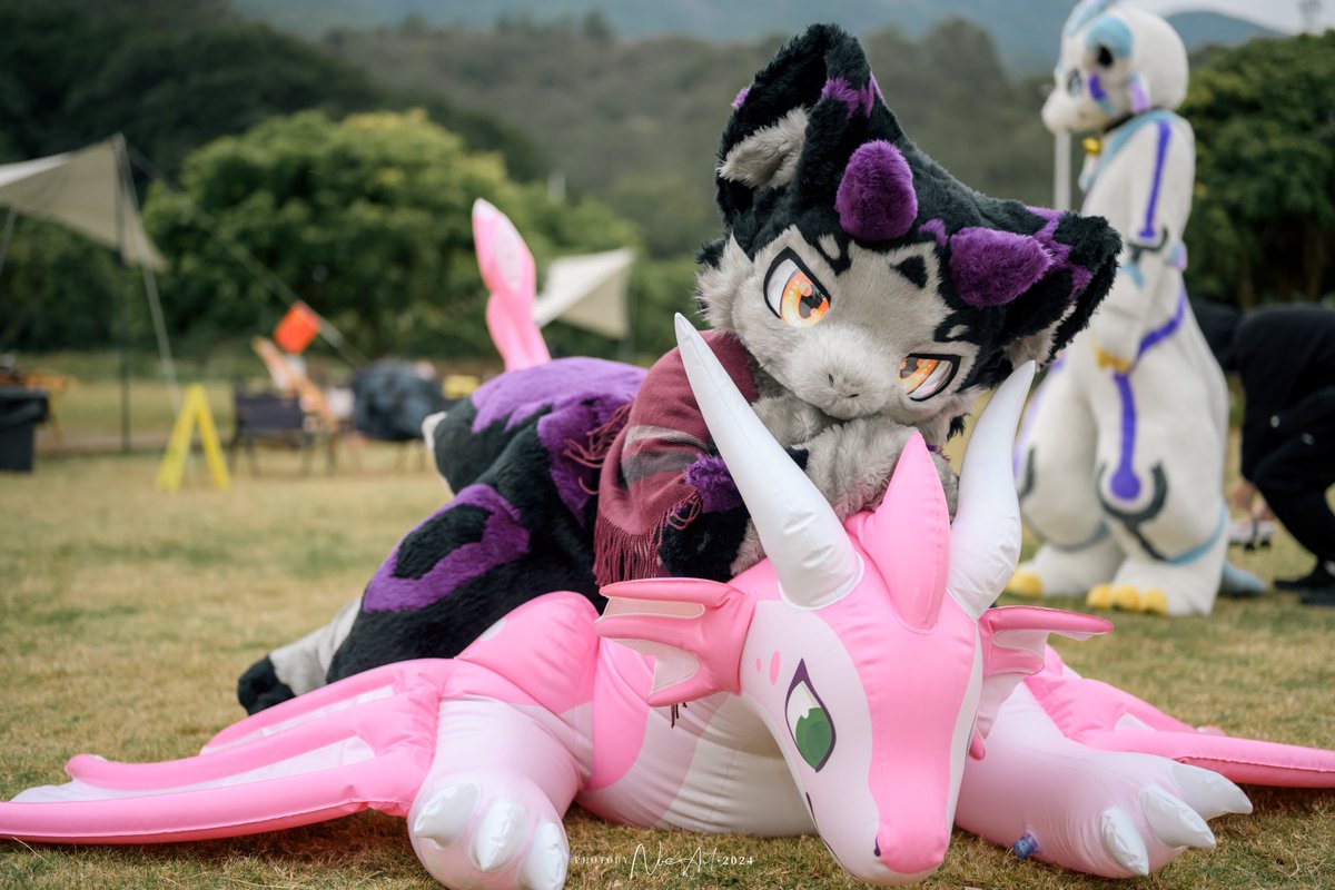 Anoo_1113's tweet photo. 哎呀呀，不小心压扁啦～

📷：@makanae02 
#FursuitFriday https://t.co/yOUX0C9mAB