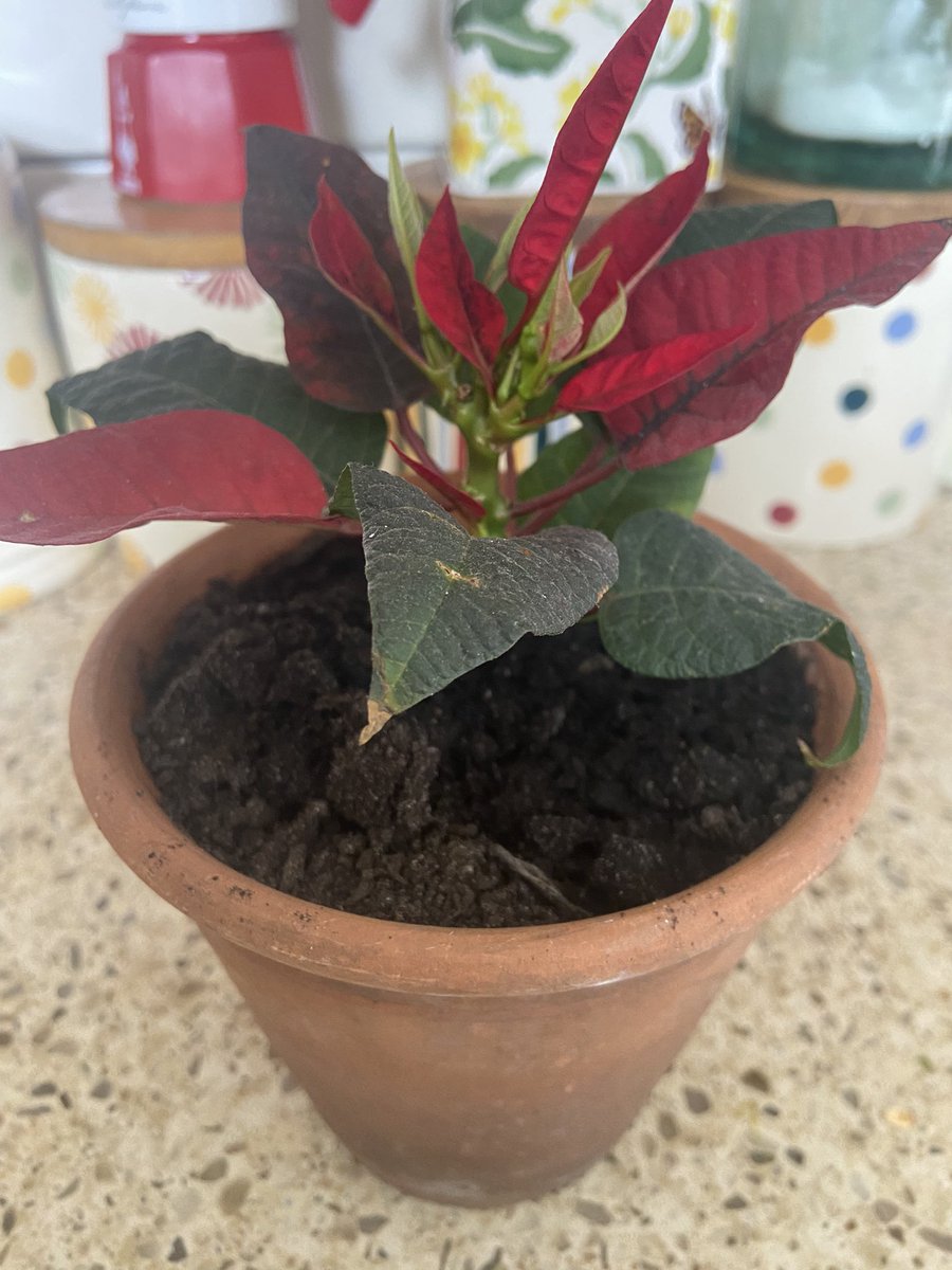 Christmas poinsettia still going strong.