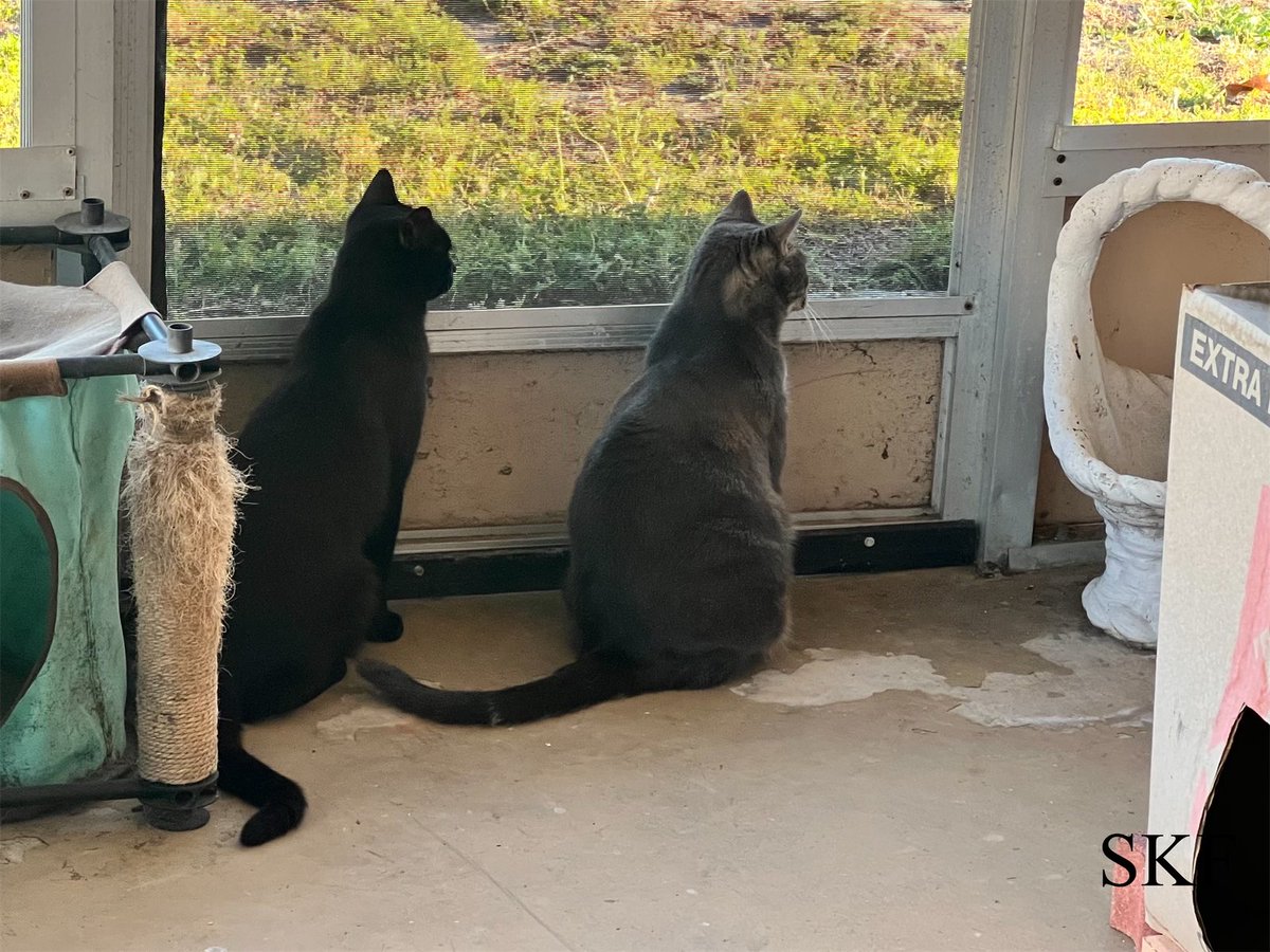 Phantom and Sierra are doing a joint #FridayMorning Backyard Catico #Hedgewatch Patrol keeping an eye on the Squirrels running around the yard chasing each other. 👮‍♂️🌳🏡🐿️ #CatsOfTwitter #Panfur #GrayCat #Purrs4Peace