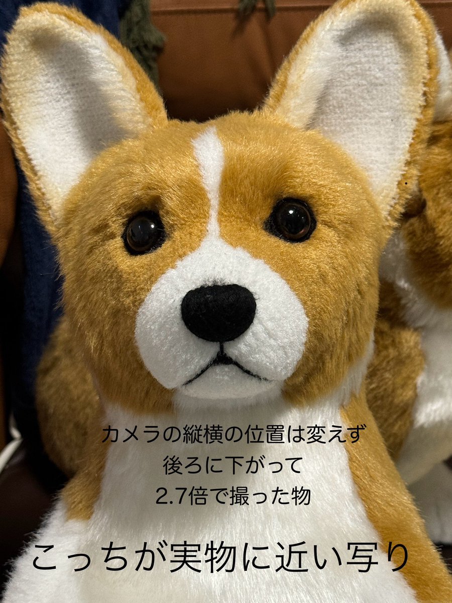 Corgi_Kinako114's tweet photo. RPのは歪んでる写真を少し修正して作ってもらったんだけど、生きてるうちに写真や動画をたくさん撮るのはもちろんだけど、スマホじゃなくてカメラで撮るのもしてほしい。スマホで撮る場合は2.7〜3倍にして離れて撮るのも残して！スマホレンズは広角で歪んでて実物と結構違うと亡くなってから知ったんよ https://t.co/tQhmMSlBSq