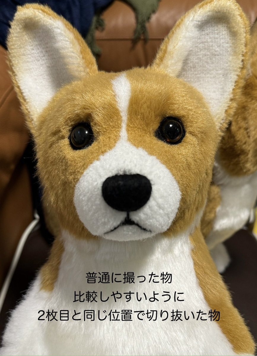 Corgi_Kinako114's tweet photo. RPのは歪んでる写真を少し修正して作ってもらったんだけど、生きてるうちに写真や動画をたくさん撮るのはもちろんだけど、スマホじゃなくてカメラで撮るのもしてほしい。スマホで撮る場合は2.7〜3倍にして離れて撮るのも残して！スマホレンズは広角で歪んでて実物と結構違うと亡くなってから知ったんよ https://t.co/tQhmMSlBSq