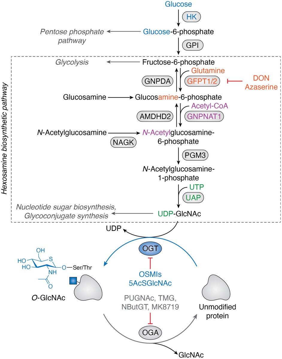 New📜Alert - Our 🔥 off the press review 👇 is online!

🤔what O-GlcNAc has to do with❤️health/disease and future #HeartFailure therapeutics?

Check out: Glycosylation in Cytoprotection/Heart Disease @jbiolchem 
doi.org/10.1016/j.jbc.… 
@Zacharalab @noshreza @HFSA @hopkinsheart