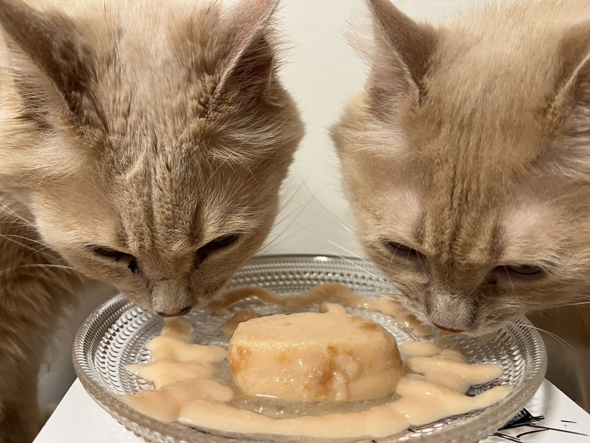 PalmPure's tweet photo. 本日4/19はピュアパム8歳の誕生日😸😼🎊🎉

きゃりこ武蔵野からやってきて、あっという間に8歳です！
この1年は大きな病気などもなく過ごせました✌️

今年も仲良く楽しい日々を過ごしていきたいと思います😃

#リトルキャッツ出身　#きゃりこ武蔵野店出身 https://t.co/c8o3eQ1xAY