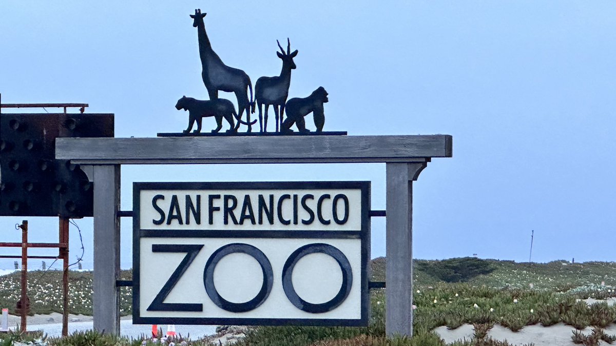 The @sfzoo will soon have some new residents traveling abroad. Mayor @LondonBreed announcing Giant Pandas from China will be coming back to the city for the first time since 1985. @KCBSRadio