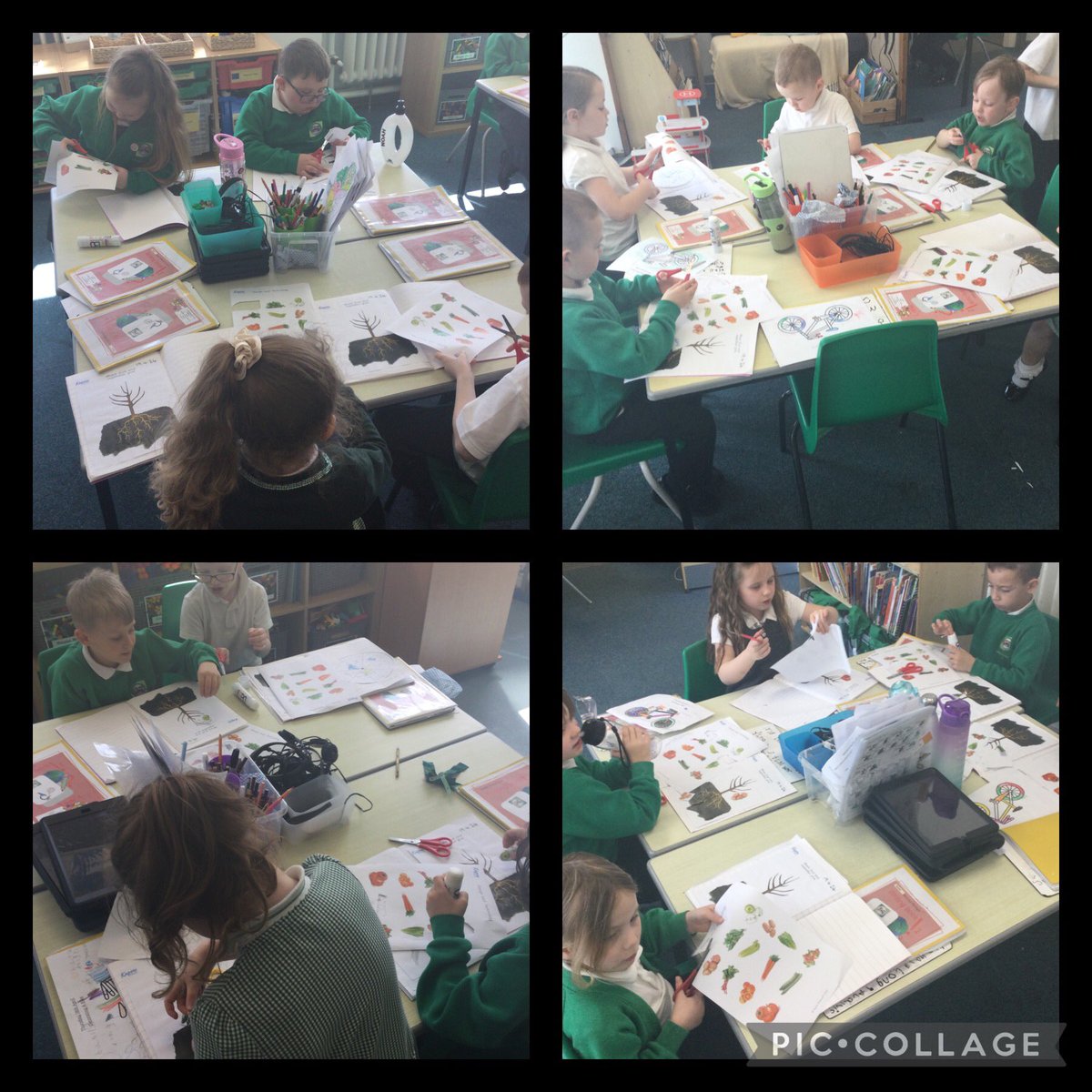 💚Year 1 children have had a remarkable D.T. lesson this afternoon. They have been cutting out pictures of fruit and vegetables and placing them on the correct part of the plant.💚@CaldiPrimary @AETAcademies @CNicholson_Edu @vianclark @Claire_Heald @HeadStart_ST @Tees_Issues