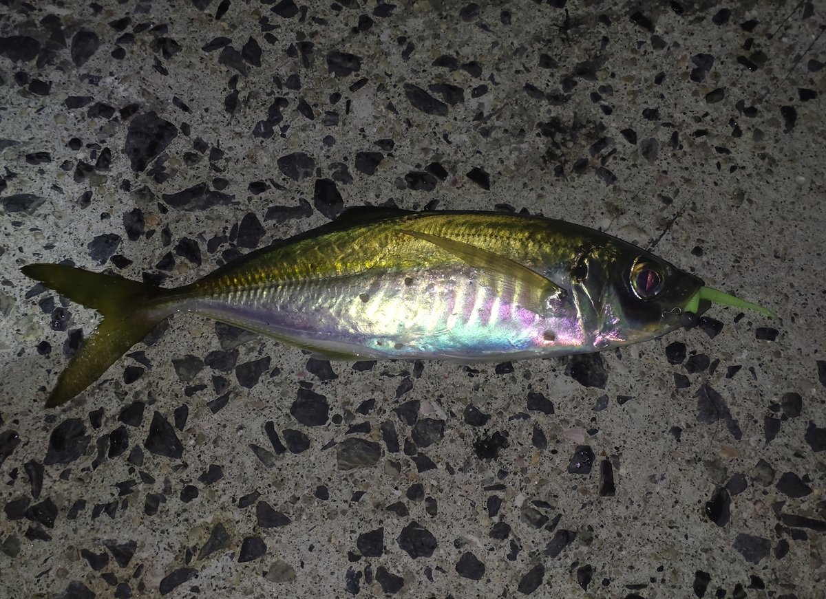 久々の釣り
一投目はアジで幸先良いスタート!!