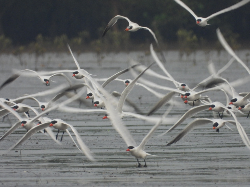 Global Flyway Network tweet media