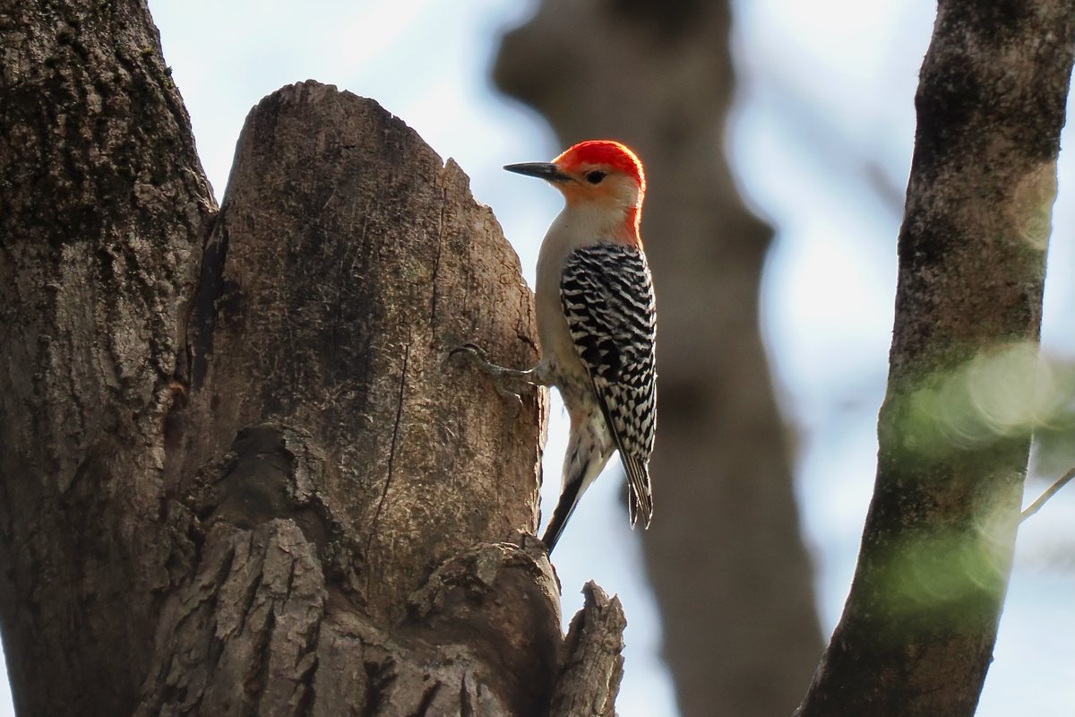 Seeking a sweet spot
#birds #birdphotography #naturephotography #wildlifephotography #worcester #worcesterma #centralmass #TwitterNatureCommunity #OM1 #centralma #wildlife #nature #Massachusetts #birdwatching #redbelliedwoodpecker #woodpecker #urbanbirding #newengland