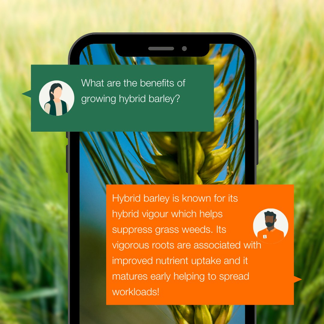 We are extending the KWS portfolio with hybrid barley. 👏 Hybrid barley is popular with growers in the UK for delivering high yields of good quality feed barley. It also has a number of additional benefits.🌾 Keep an eye out for the new addition coming to our portfolio. 👀
