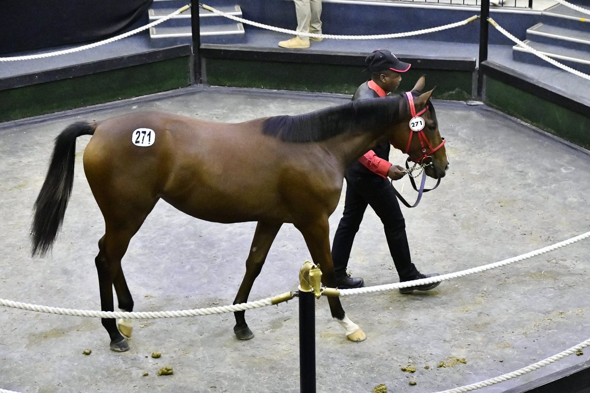 KZNBreeders's tweet photo. #KZNBred # Lot 271. Summerview Stud: Winter Wedding: What A Winter - Over The Anvil filly sells for R150k to Erica du Preez.

Thanks to JC Photos for the pictures.

##KZNQuality #SummerviewStud #WinterWedding #WhatAWinter #EricaduPreez #OverTheAnvil #yearlingsales2024 https://t.co/ijKMfuP5lo