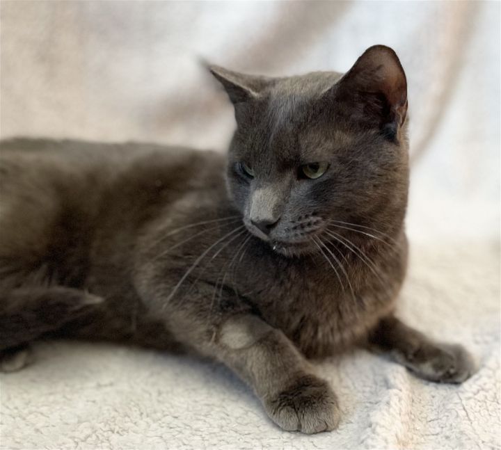 Hello my name is Tesla! I am a sleek and beautiful gray male kitty. I am so super sweet. I was thrown out of my home. I ran across the street and got hit by a car. I had a broken jaw, but it has been fixed, and I am now looking for a new home buff.ly/3W5y5T8