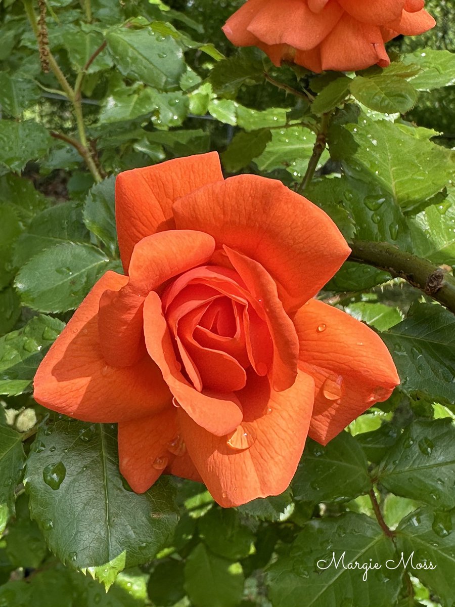 Happy Friday, everyone. Above All rose yesterday after a rain storm ⛈️ I hope you all have a pleasant day. #GardeningX #GardeningTwitter #Gardening