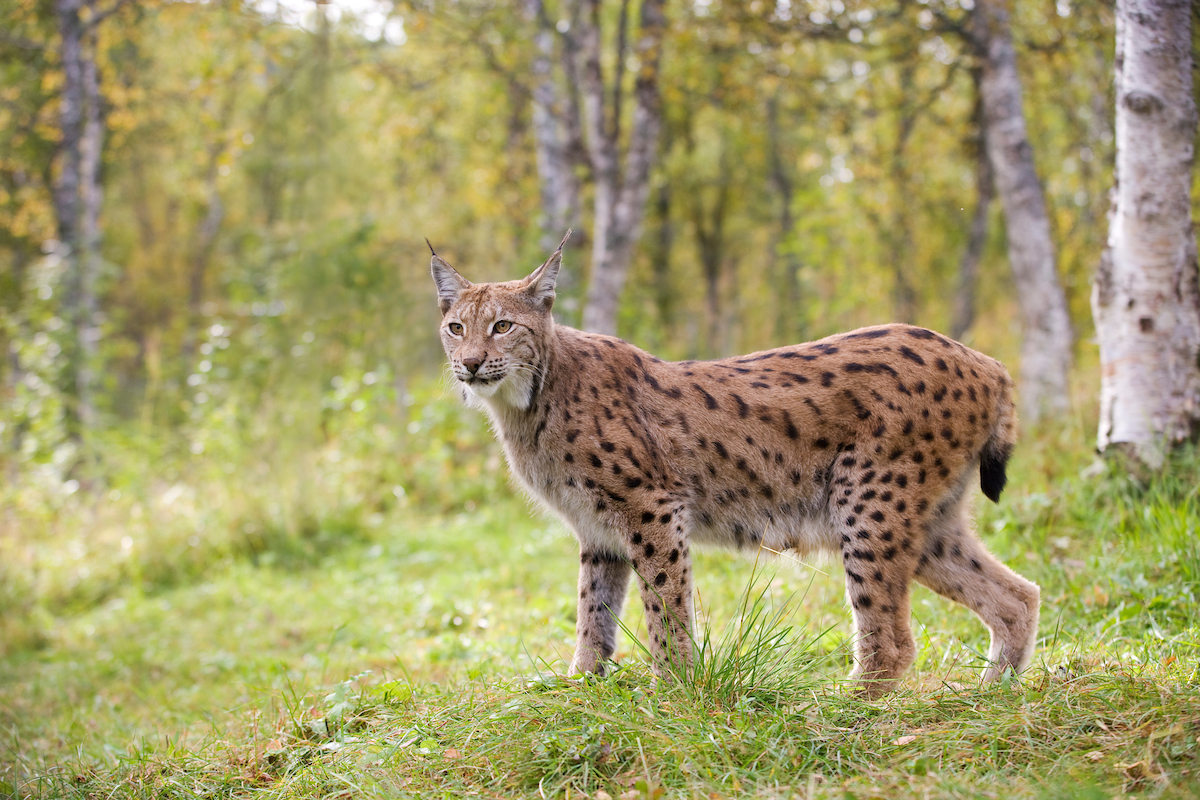 In the Footsteps of Lynx 🐾 In this new #Rewilding Learning Day, join Dr Hugh Webster and @dpuplettnature to explore what life might be like living alongside a reintroduced lynx population in Scotland. Don't miss out – secure your September spot now: scotlandbigpicture.com/learning-days/…