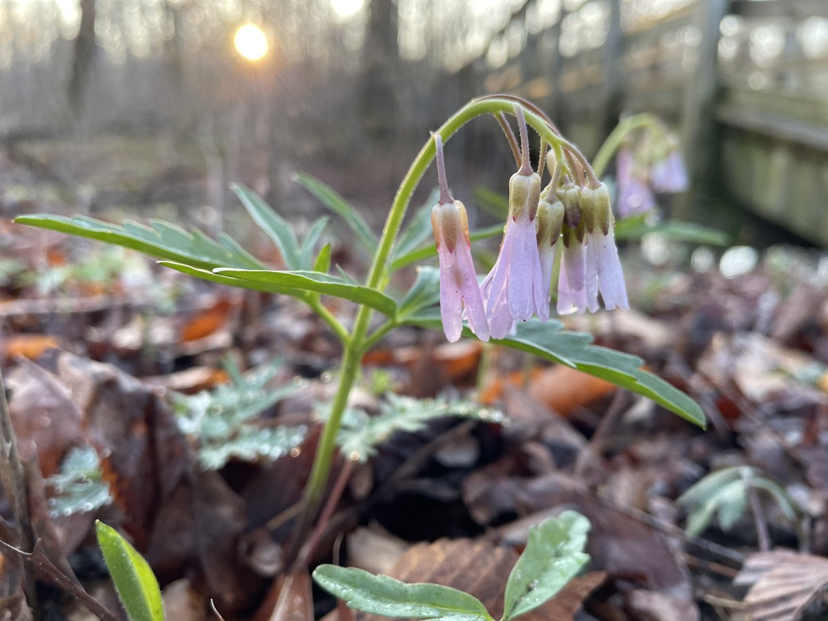 Cut-leaved Toothwort is the ephemeral of the day. This delicate beauty can be found all along Rondeau Road! 🌸 #visitck #spring [Image: A drooping flower with light purple petals and deeply cut leaves blooms in dry leaves with a sunrise in the background.]