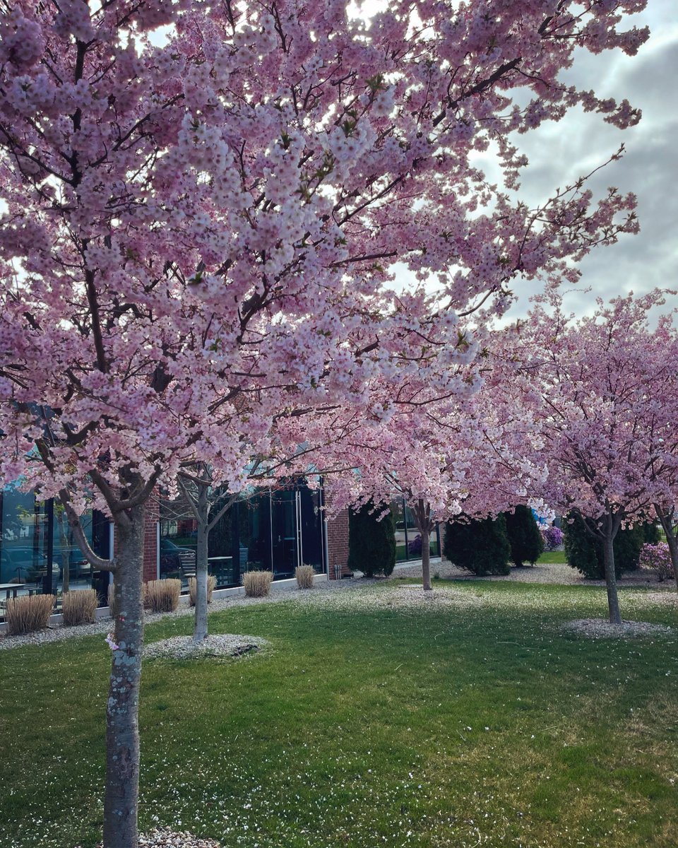 Peak cherry blossoms 🌸 at the Boston Media Center. @NBC10Boston @NECN