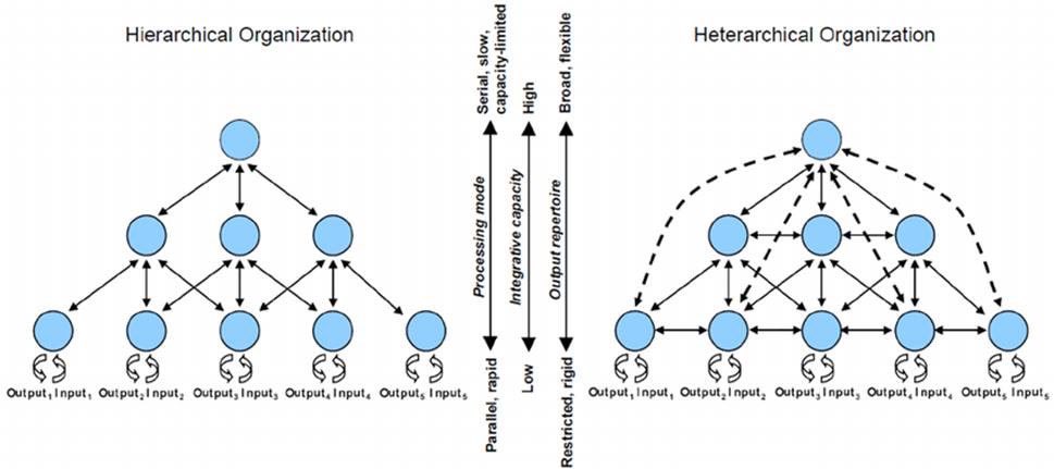 #Holochain provides society with the tools to transition from hierarchy to heterarchy.
