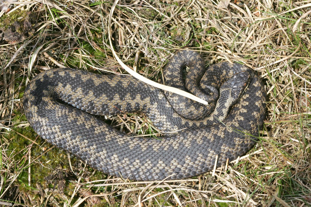 Have you seen an Adder in the #YorkshireDales? If so, please let us know! We know little of their status and distribution in the Park due to limited records. Please send details of any sightings to wildlifeconservation@yorkshiredales.org.uk @ARC_Bytes 📸 Whitfield Benson
