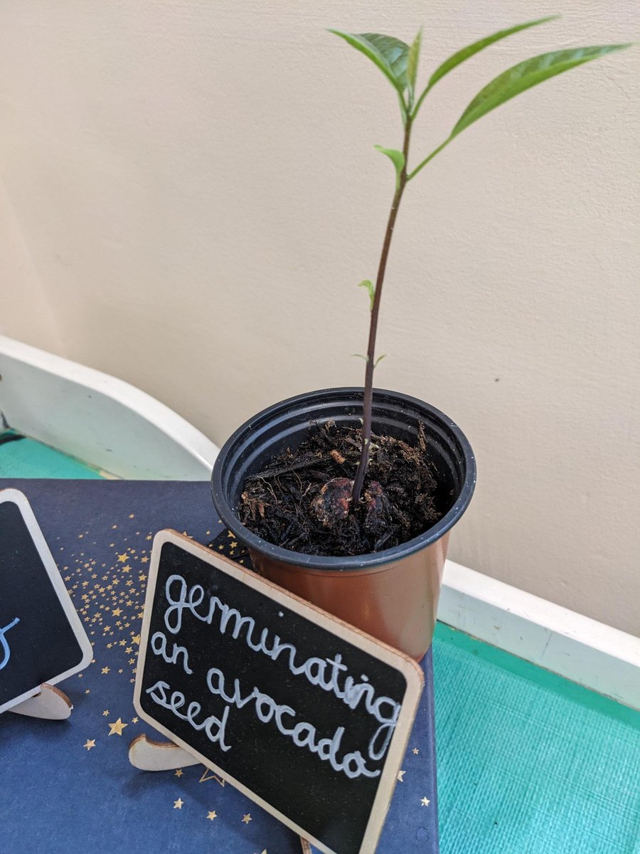 Our Mind Body & Soil club welcomed Spring by making bug hotels and propogating succulents from the staffroom - bring on the sunshine! 💙🌦️💛