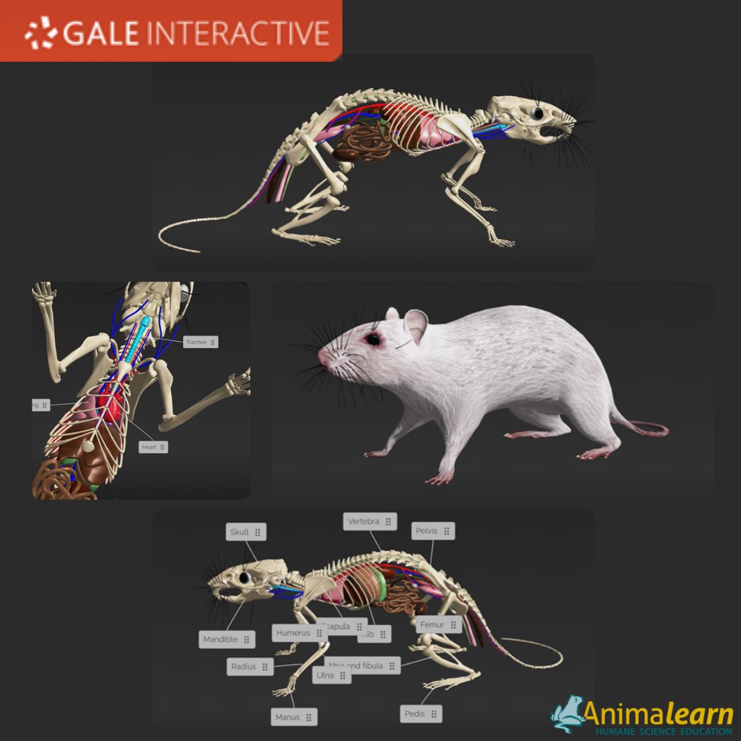 #TechTuesday🐀Learn about #rat #anatomy on Gale Interactive #Science. Link on Online Dissection Resources. #rats #humanescience #humaneeducation #teachers #scienceeducation #animalearn #lifesciences #biology #scienceteachers #sciencetwitter #teachertwitter #edutwitter #k12