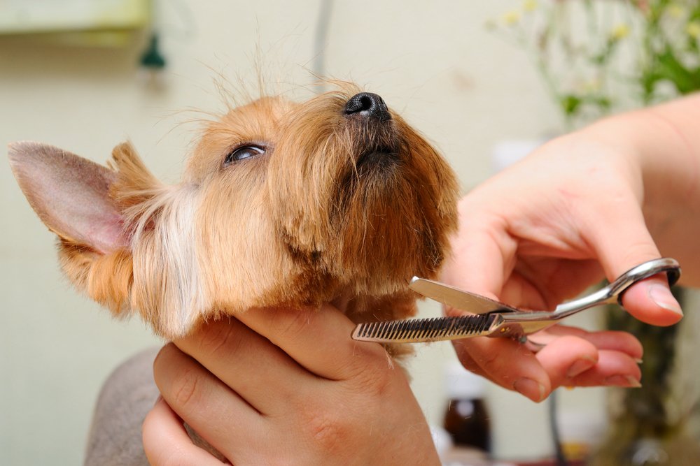 🐶 There are just a few spaces left on our Preliminary Dog Grooming course starting on Monday 29th April from 9.30am - 4.30pm. This fast-track course will run for 6 weeks! 🐕 To find out more and book your place, visit: bit.ly/3UnzFhE 📲