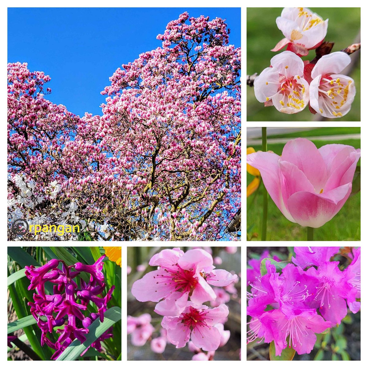 Pink flowers and blossoms in my garden and beyond in the  past few days. 🩷🌸😍
 #FlowersOnFriday #FlowersOfTwitter #garden #GardenersWorld #PinkFriday