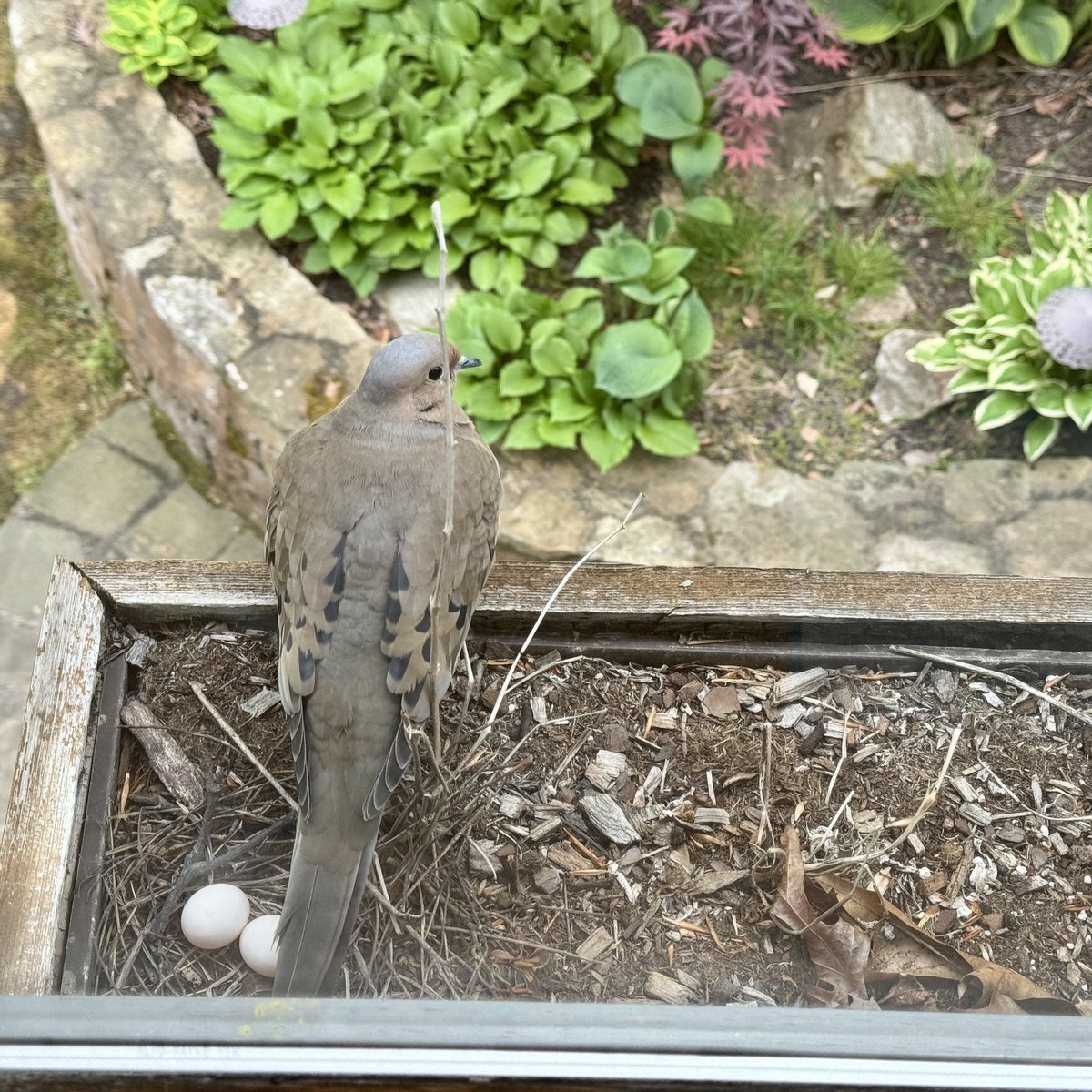 The eggs are visible for three 1st time! Our little mourning dove is up and on mom duty early today outside our window. #nature