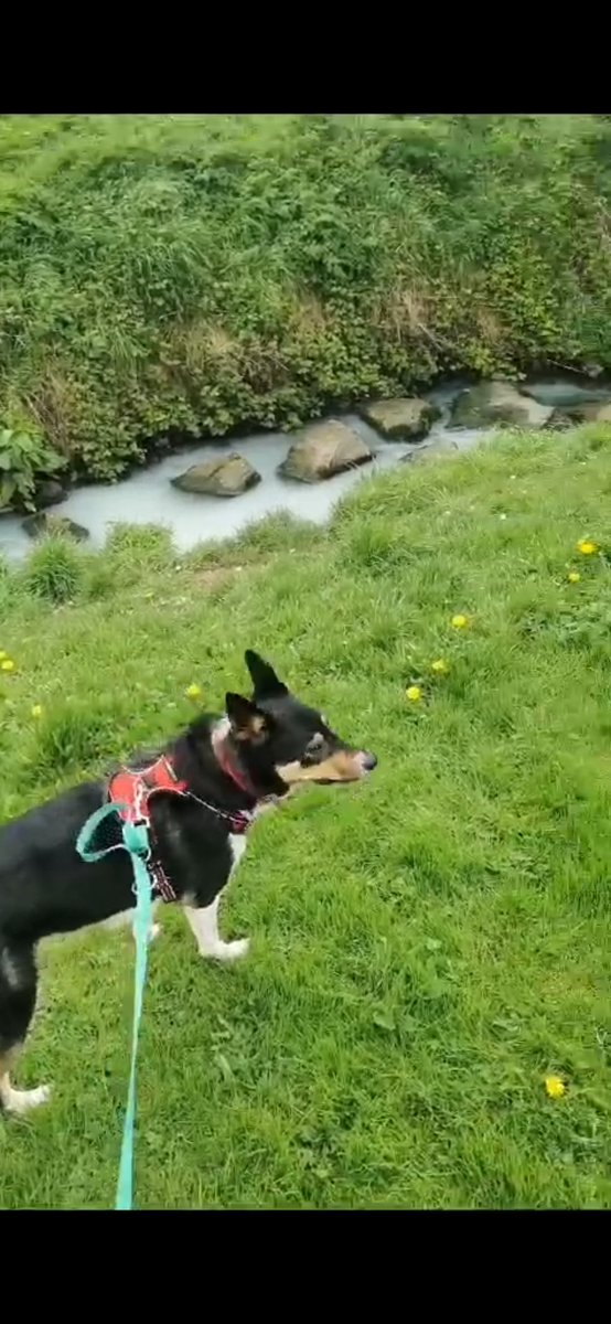 Morganised2's tweet photo. @dccscarea @EPAIreland stream in glenaulin park Dublin 20 contaminated today, white luminescent from source all way down. Concerning for dog walkers and natural wildlife in the area, reported but agent was not sure it it belong to SDCC, it does please help! https://t.co/QXjJ2Bwnrj
