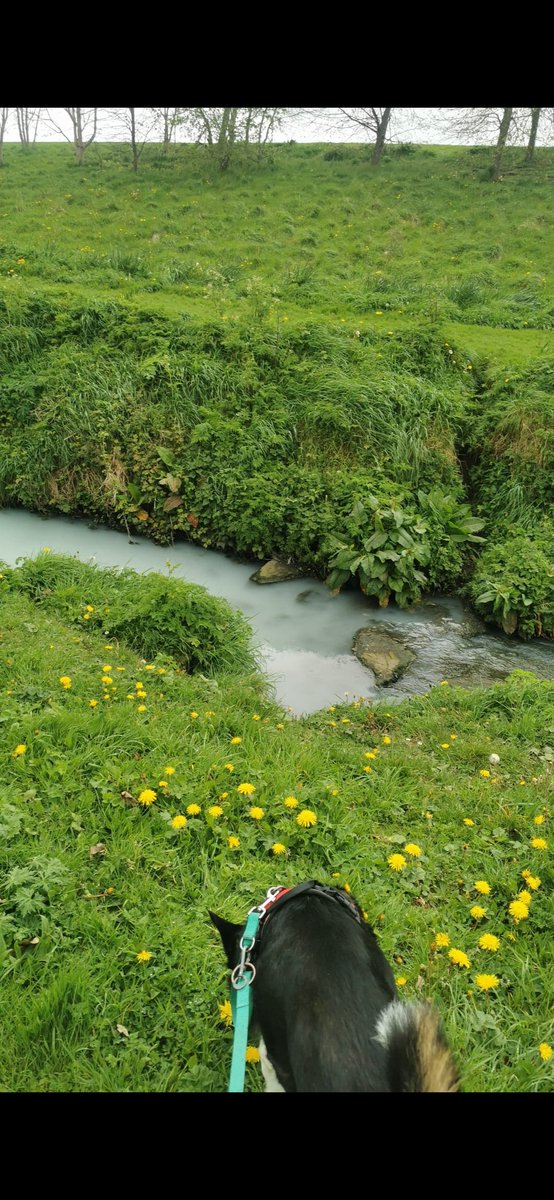 Morganised2's tweet photo. @dccscarea @EPAIreland stream in glenaulin park Dublin 20 contaminated today, white luminescent from source all way down. Concerning for dog walkers and natural wildlife in the area, reported but agent was not sure it it belong to SDCC, it does please help! https://t.co/QXjJ2Bwnrj