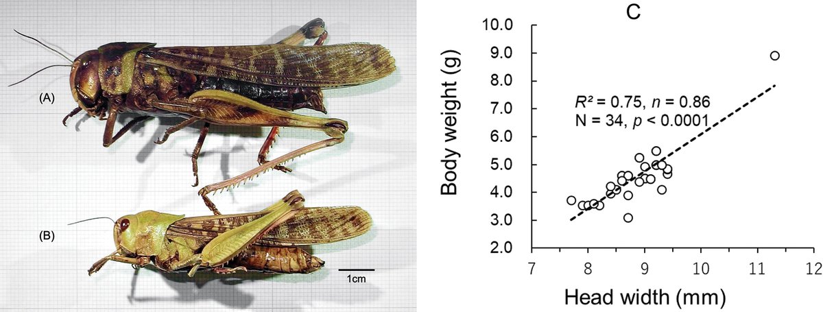 An analysis of the distribution of body sizes among adult migratory locusts (Locusta migratoria) on Tsushima Island in Japan, including those classified as giant locusts: doi.org/10.3897/jor.33…

#Orthoptera #locusts #entomology @sadai_info