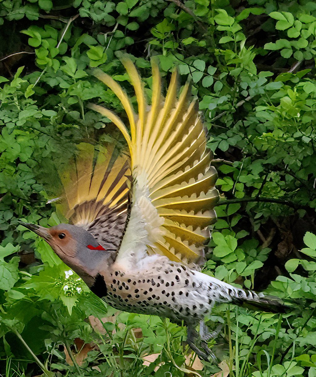 🎉🎉🎉It's always a celebration when I capture a Northern Flicker in flight! This is one bird where the females are just as good looking as the males. Don't you love her yellow-shafted feathers?❤️💛❤️#Flicker #CentralPark #birdcpp