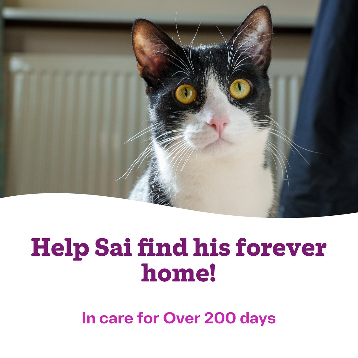 Sai has been looking for his forever home for over 200 days. Please help us find him the perfect family by sharing this post! - cats.org.uk/woking#adopt-1… #cats #CatsOfTwitter #catsprotection #cat