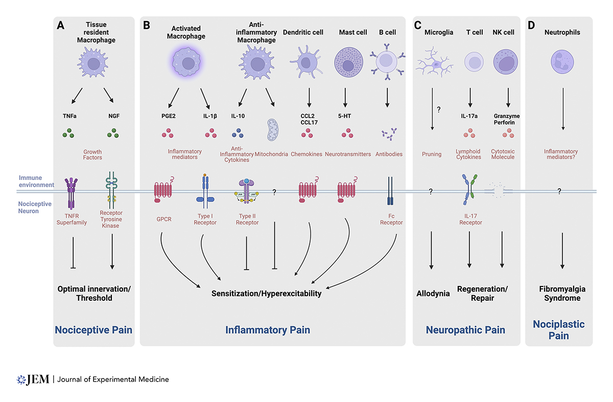 Immune drivers of physiological and pathological pain. A new Perspective from Aakanksha Jain (@Aakanksha__Jain), Sara Hakim (@sarainthelab), and Clifford J. Woolf @BostonChildrens: hubs.la/Q02sSn0j0

#InnateImmunity #inflammation #Neuroscience #Neuroinflammation