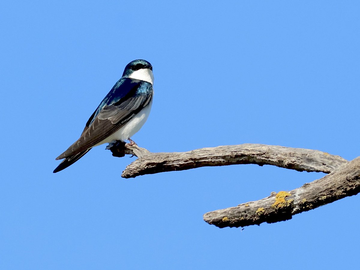 kosmickkid's tweet photo. @geococcyxcal Good morning! After many skirmishes, the tree swallows seized the Most Desirable Tree Hole in the World from the house sparrows who used it last year. Mama tree swallow building her nest, papa on sentry duty, and the defeated sparrow plotting revenge. https://t.co/smbE8E8y4G