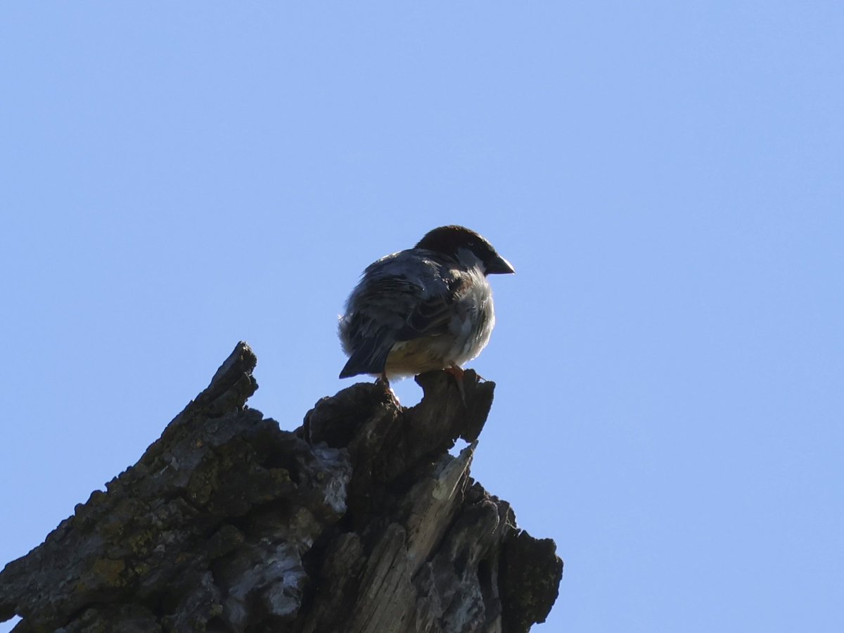 @geococcyxcal Good morning! After many skirmishes, the tree swallows seized the Most Desirable Tree Hole in the World from the house sparrows who used it last year. Mama tree swallow building her nest, papa on sentry duty, and the defeated sparrow plotting revenge.