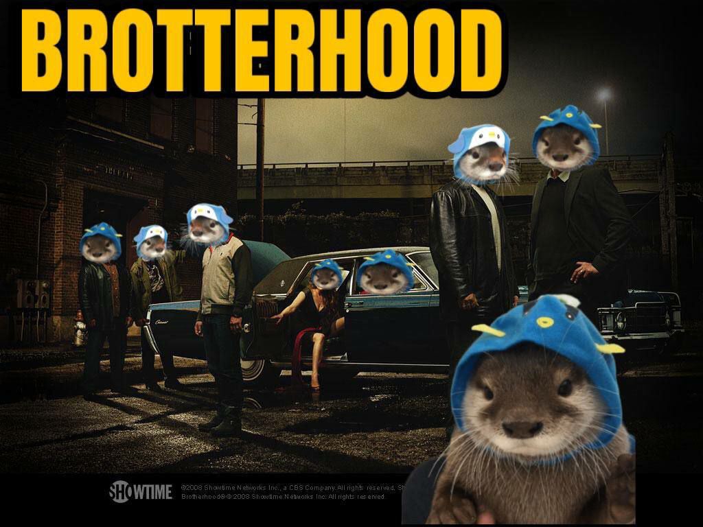 otterfish_sol's tweet photo. Not anyone can be part of the Brotterhood... https://t.co/aEURf0wrDB