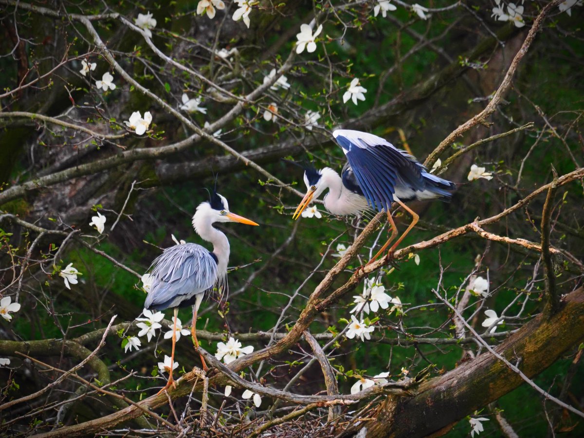 『Shall We Dance??』
#bestbirdshots #nature_brilliance #exclusive_wildlife #野鳥撮影  #OMSYSTEM #OM1 #アオサギ #Ardea_cinerea #春 #spring