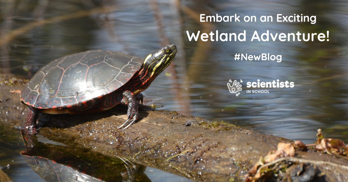 #NewBlog! Ready for a wetland adventure with your young curious explorers? Our resident nature enthusiast guides us through the wonders of wetlands, swamps, and bogs. Discover the incredible plants and animals that call these habitats home. Let’s dive in! scientistsinschool.ca/wild-wetlands/