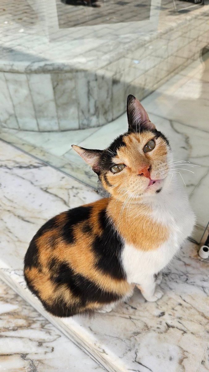 Chat qui fait du lèche-vitrine