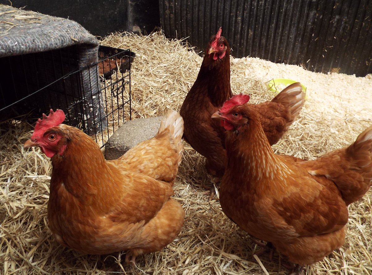 Alice, Jean & Nelly arrived today, 3 very tame hens needing a home. They were originally hatched out in a school experiment & taken home as pets. They will be available for re-homing as a group following a quarantine period. 🥚🐔 #FridayThoughts #chicken #AdoptDontShop